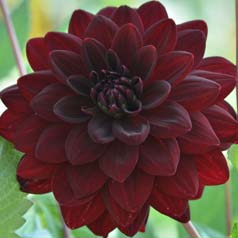 Dahlia Dcoratif 'Arabian Night'